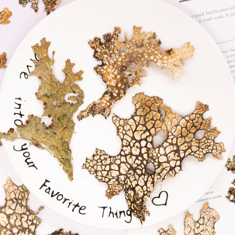 Art Craft Flower Making - 4pcs,Rare Bark Natural Pressed Flower -