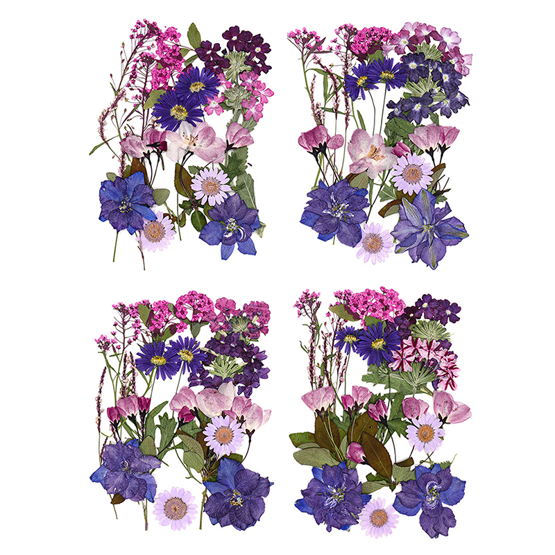 Dried Flowers Real Natural Pla - Art Craft Flower Making บทวิจารณ์และราคา