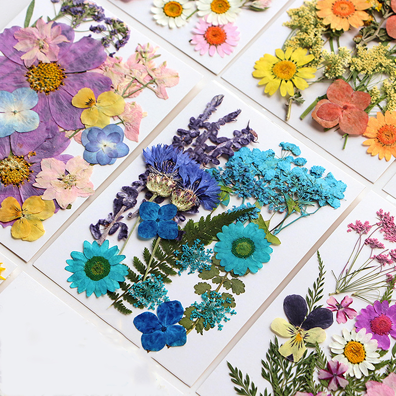 Dried Flowers Real Natural Pla - Art Craft Flower Making บทวิจารณ์และราคา