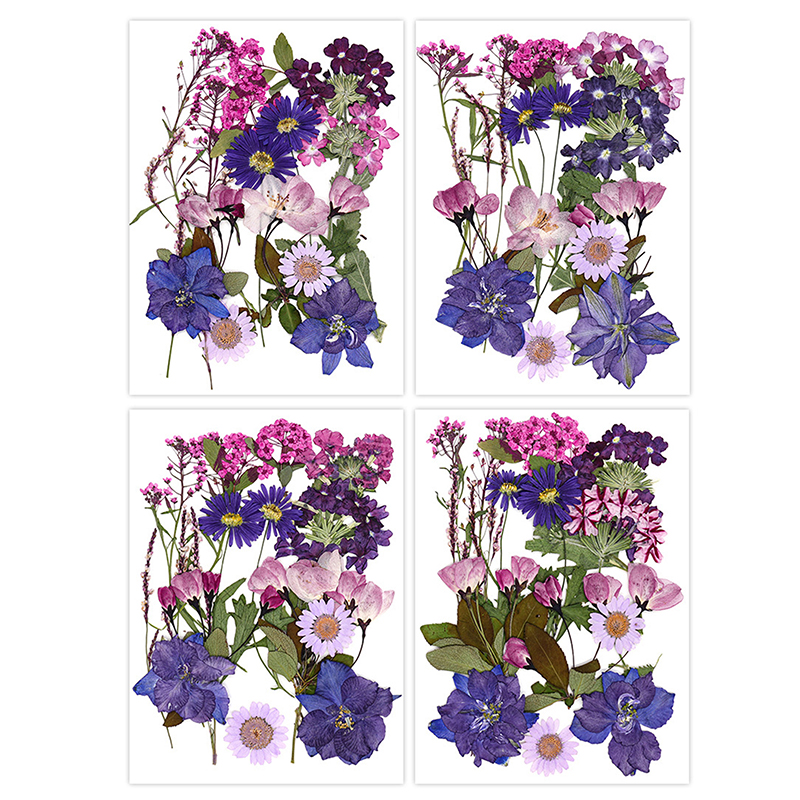Dried Flowers Real Natural Pla - Art Craft Flower Making บทวิจารณ์และราคา