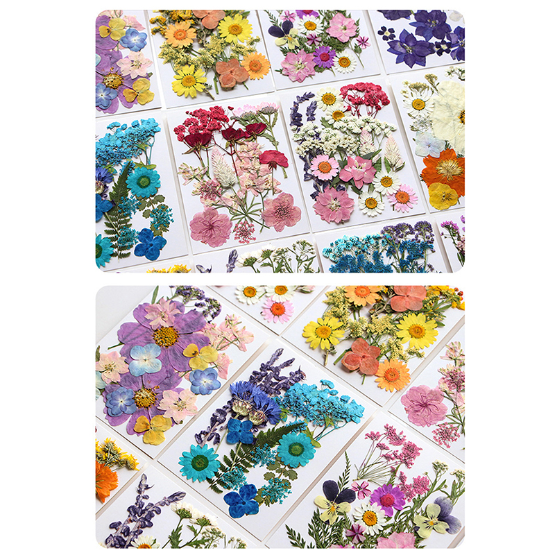 Dried Flowers Real Natural Pla - Art Craft Flower Making บทวิจารณ์และราคา