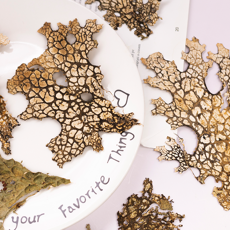 4pcs,Rare Bark Natural Pressed - Art Craft Flower Making บทวิจารณ์และราคา