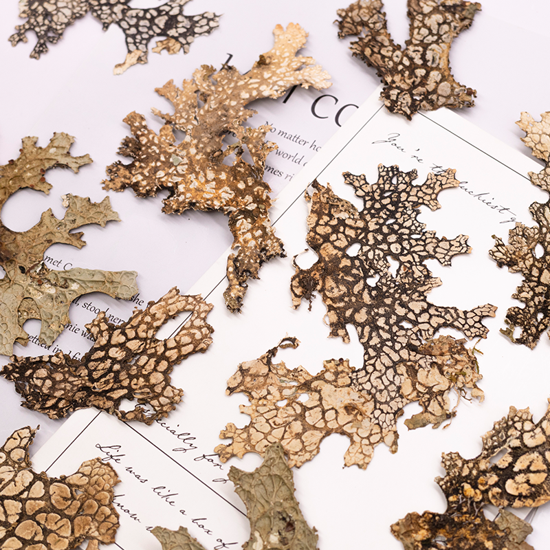 4pcs,Rare Bark Natural Pressed - Art Craft Flower Making บทวิจารณ์และราคา
