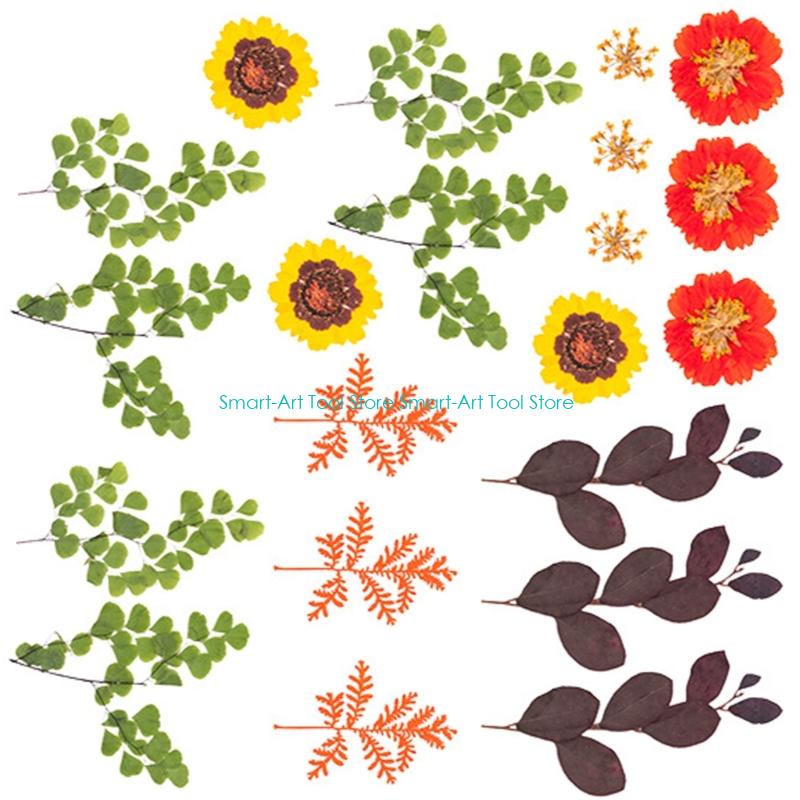 E1PB Natural Dry Flower Leaves - Art Craft Flower Making บทวิจารณ์และราคา